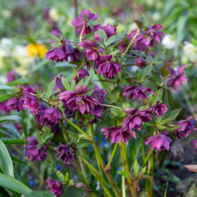 Helleborus orientalis Double Ellen Purple - 2 Hellébores doubles violettes Ellen - Hellébores