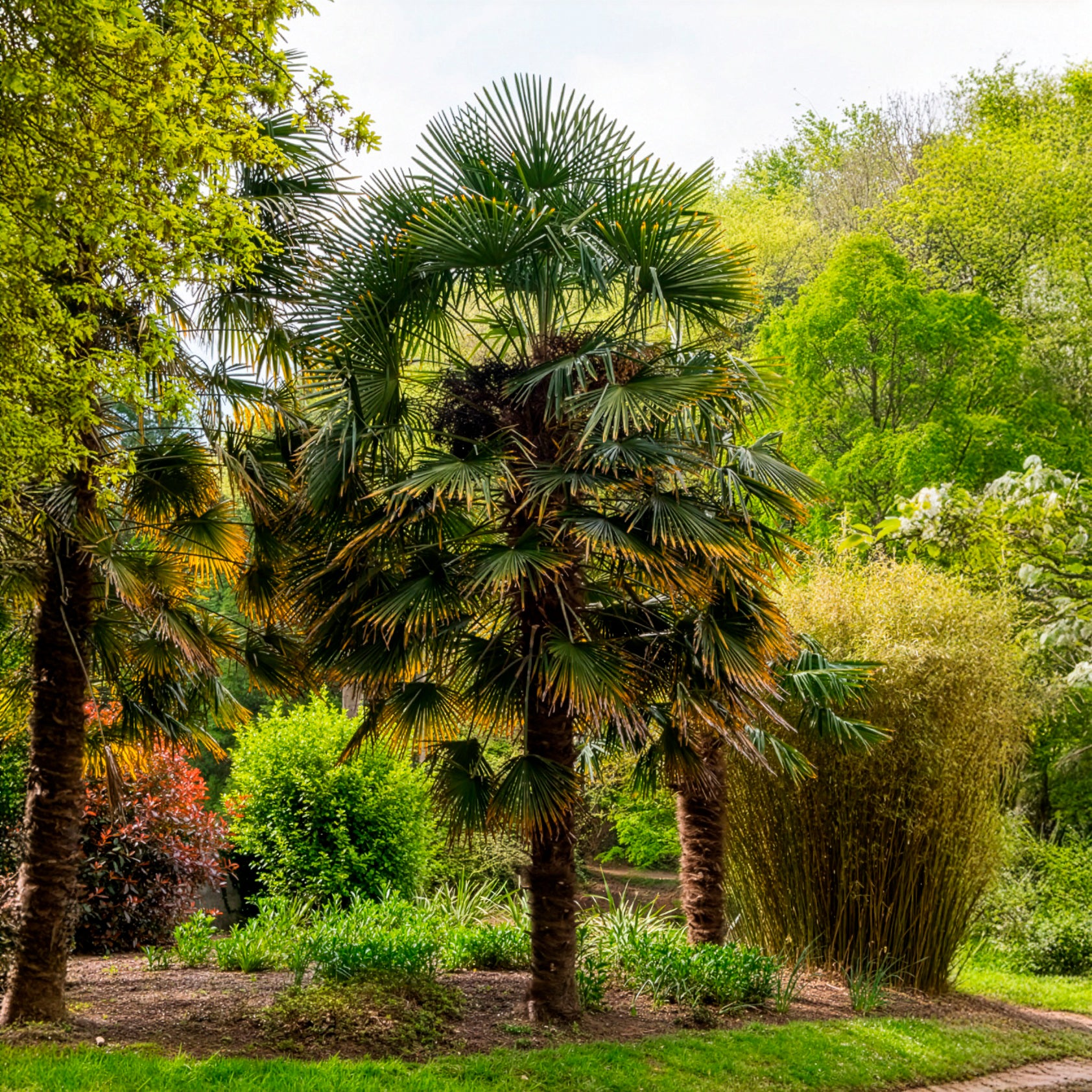Vente Palmier de Chine - Trachycarpus fortunei