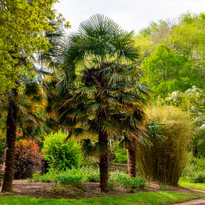 Vente Palmier de Chine - Trachycarpus fortunei