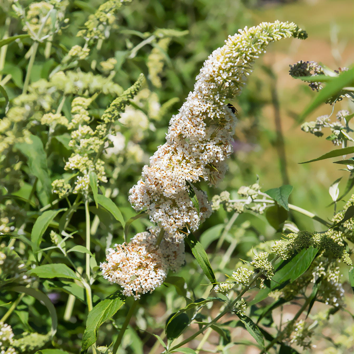 Buddleja davidii white profusion - Arbre à papillons White Profusion - Arbres aux papillons