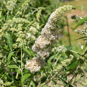 Buddleja davidii white profusion - Arbre à papillons White Profusion - Arbres aux papillons