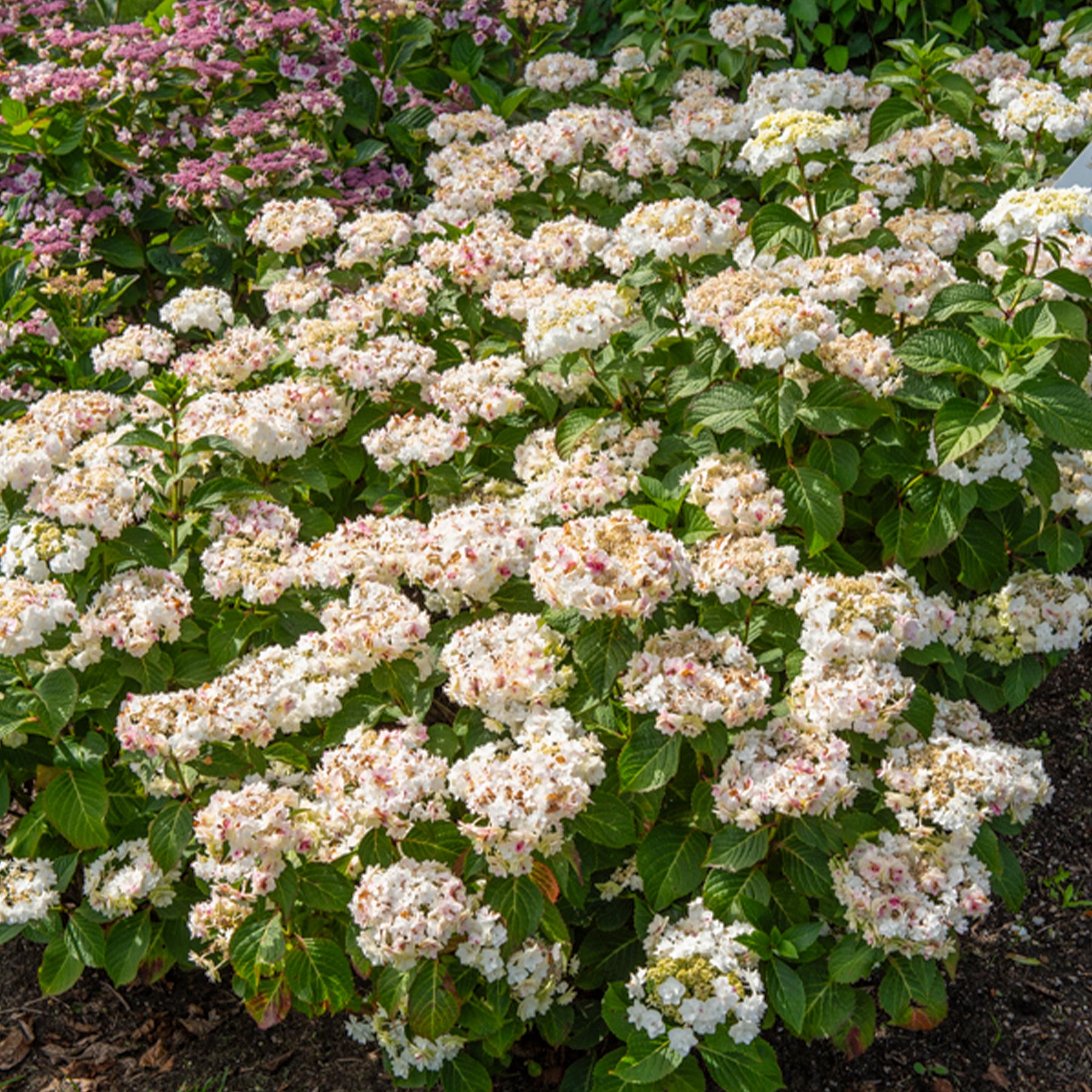 Hydrangea macrophylla Doppio Bianco - Hortensia Doppio Bianco - Hortensia à grandes feuilles