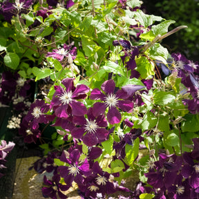Clématites - Clématite Warszawska Nike - Clematis Warszawska Nike
