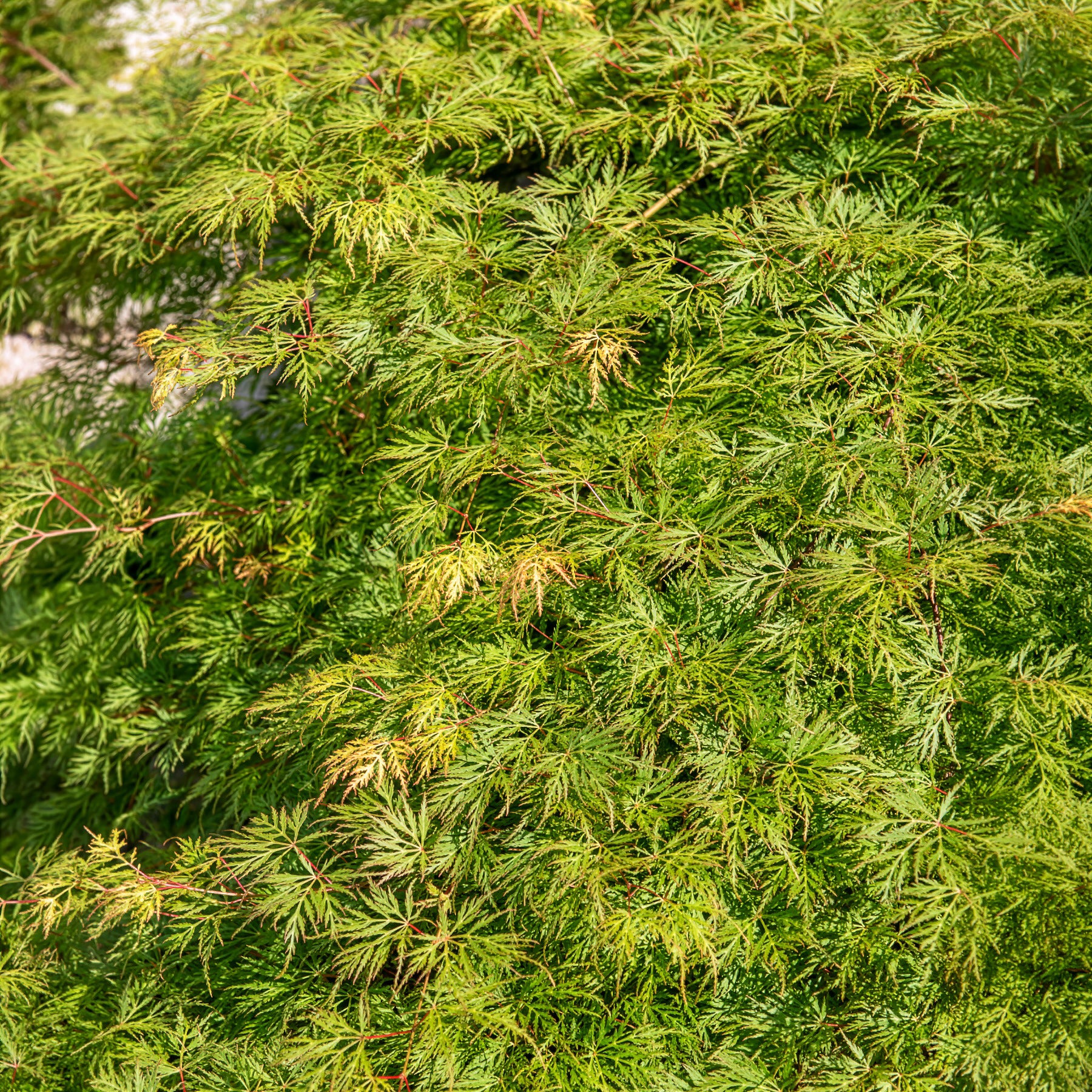 Vente Erable du Japon Emerald Lace - Acer palmatum emerald lace