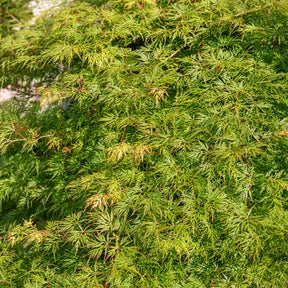 Vente Erable du Japon Emerald Lace - Acer palmatum emerald lace