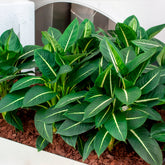 Dieffenbachia Green Magic