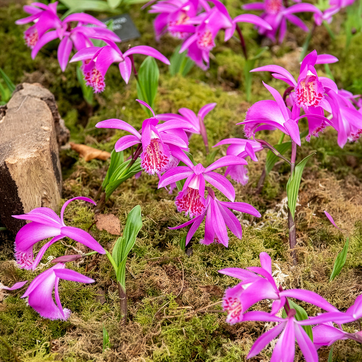 Orchidée de jardin rose - Willemse
