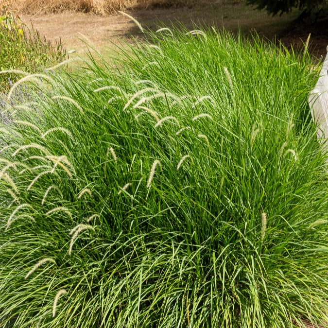 Pennisetum - Herbe aux écouvillons Hameln - Pennisetum - Pennisetum alopecuroides Hameln