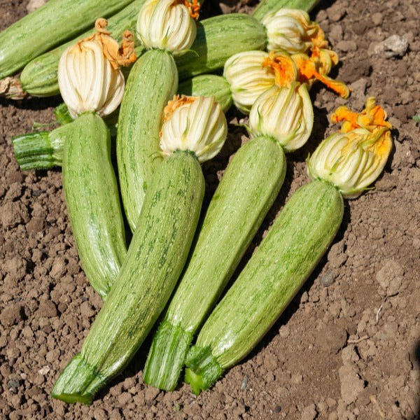 Courgette Profusion  - Grisette de Provence - Cucurbita pepo profusion (grisette de provence) - Willemse