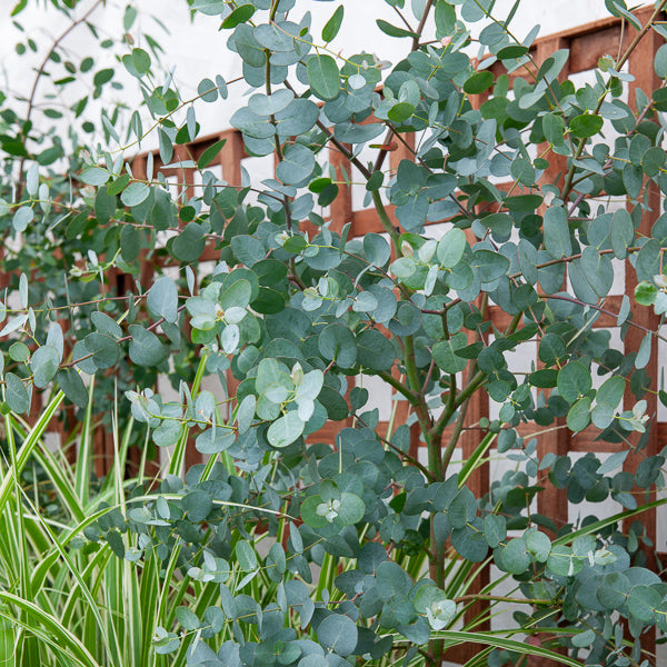 Eucalyptus gunnii - Willemse