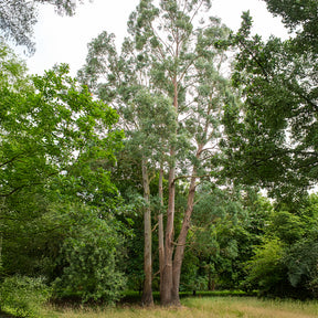 Eucalyptus gunnii - Eucalyptus gunnii - Willemse