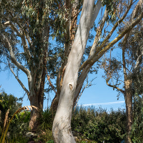 Eucalyptus gunnii - Eucalyptus - Willemse