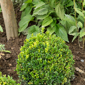 Buis - Buis boule - Buxus sempervirens