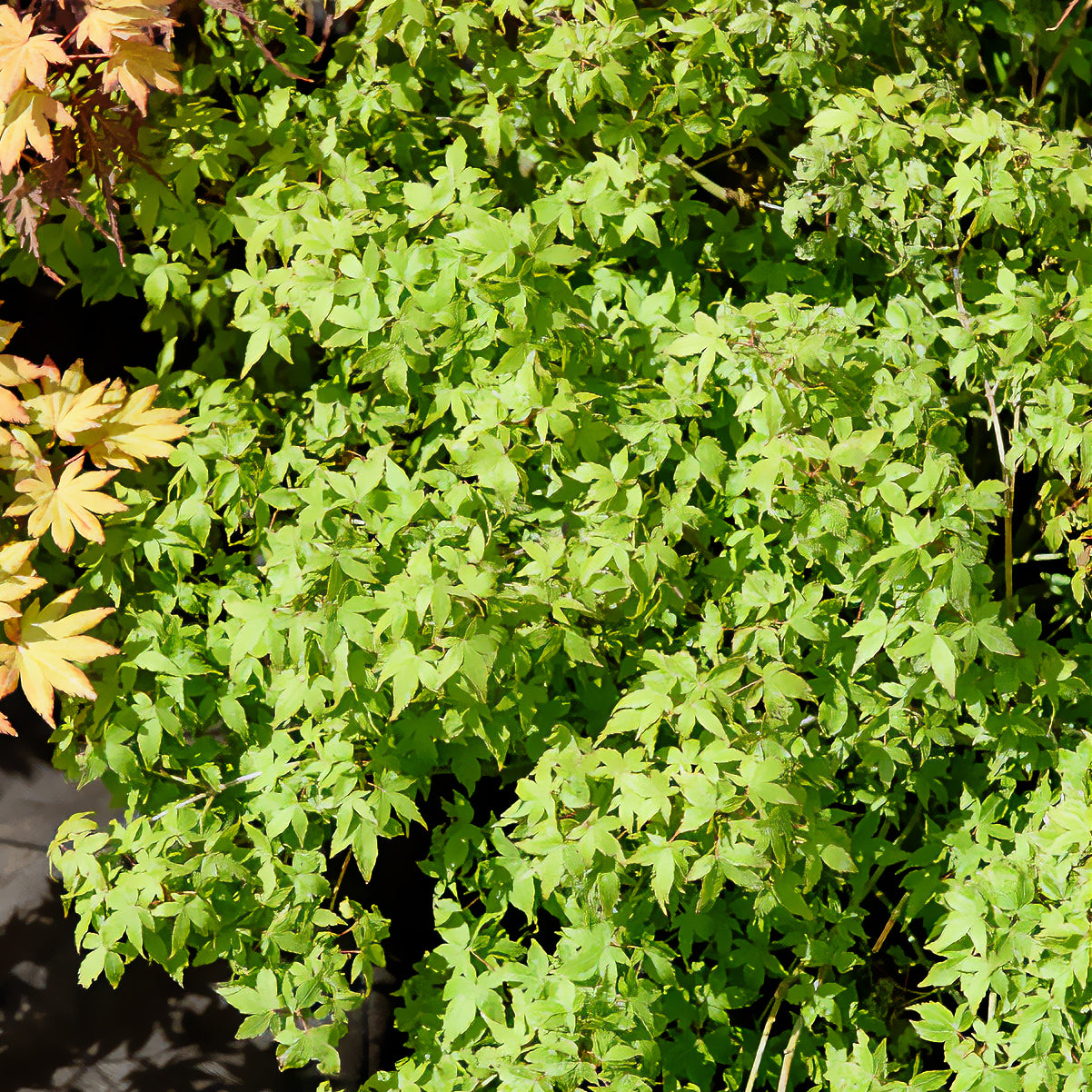 Erable du Japon - Erable du Japon Little Princess - Acer palmatum little princess