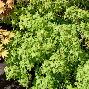 Erable du Japon - Erable du Japon Little Princess - Acer palmatum little princess