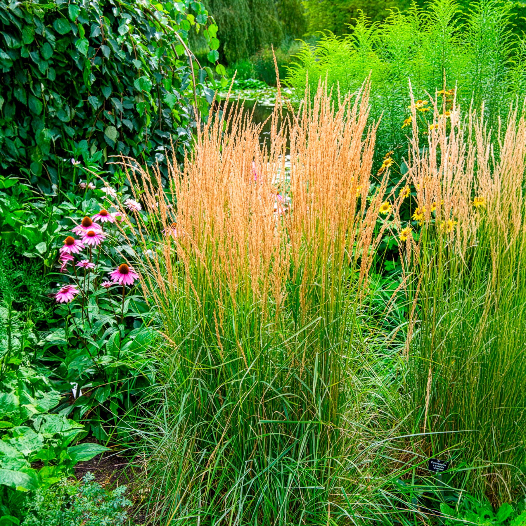 Calamagrostis - Calamagrostide panachée Overdam - Calamagrostis acutiflora overdam