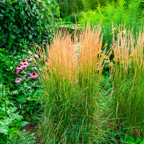 Calamagrostis - Calamagrostide panachée Overdam - Calamagrostis acutiflora overdam