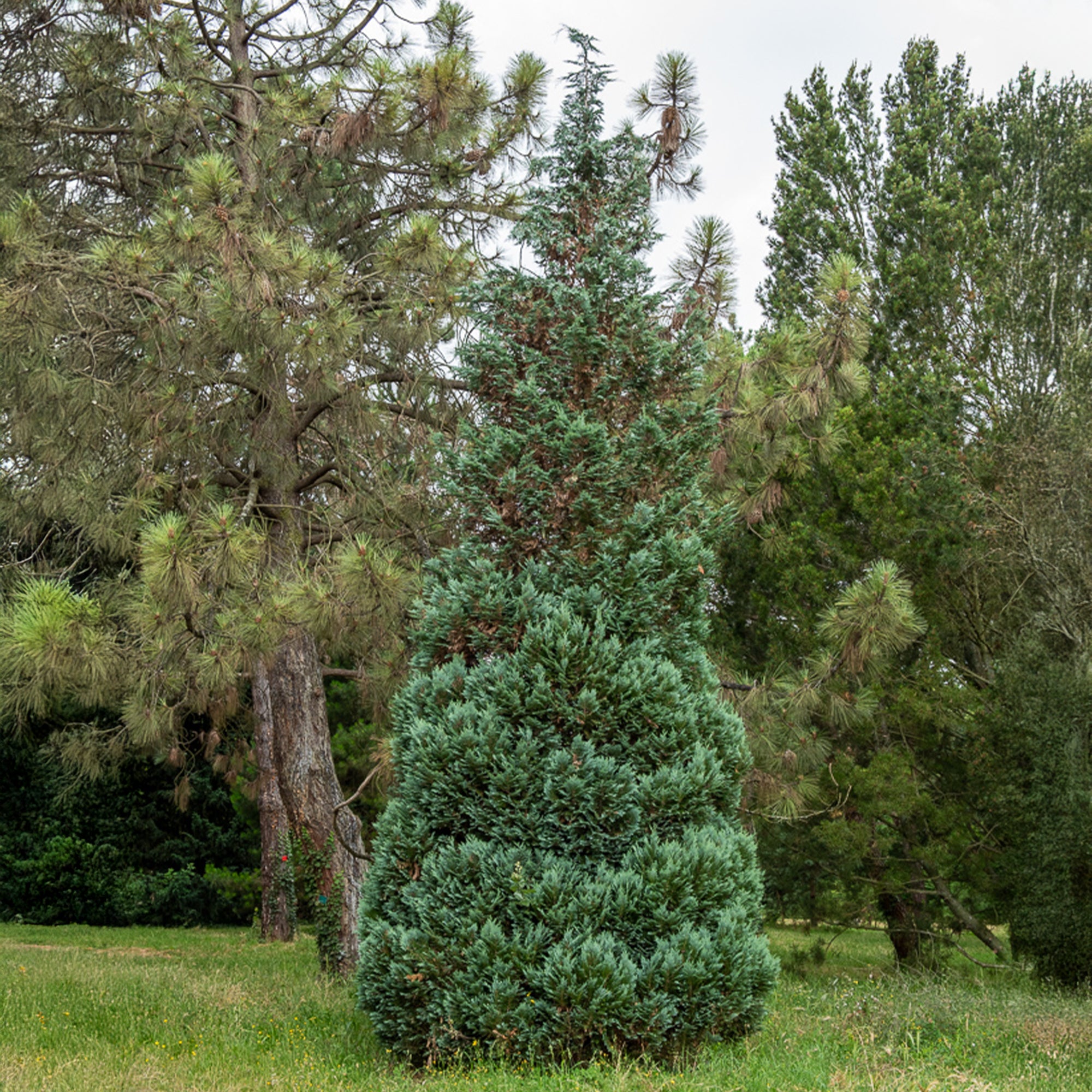 Chamaecyparis lawsoniana Columnaris - Faux Cyprès de Lawson - Conifères