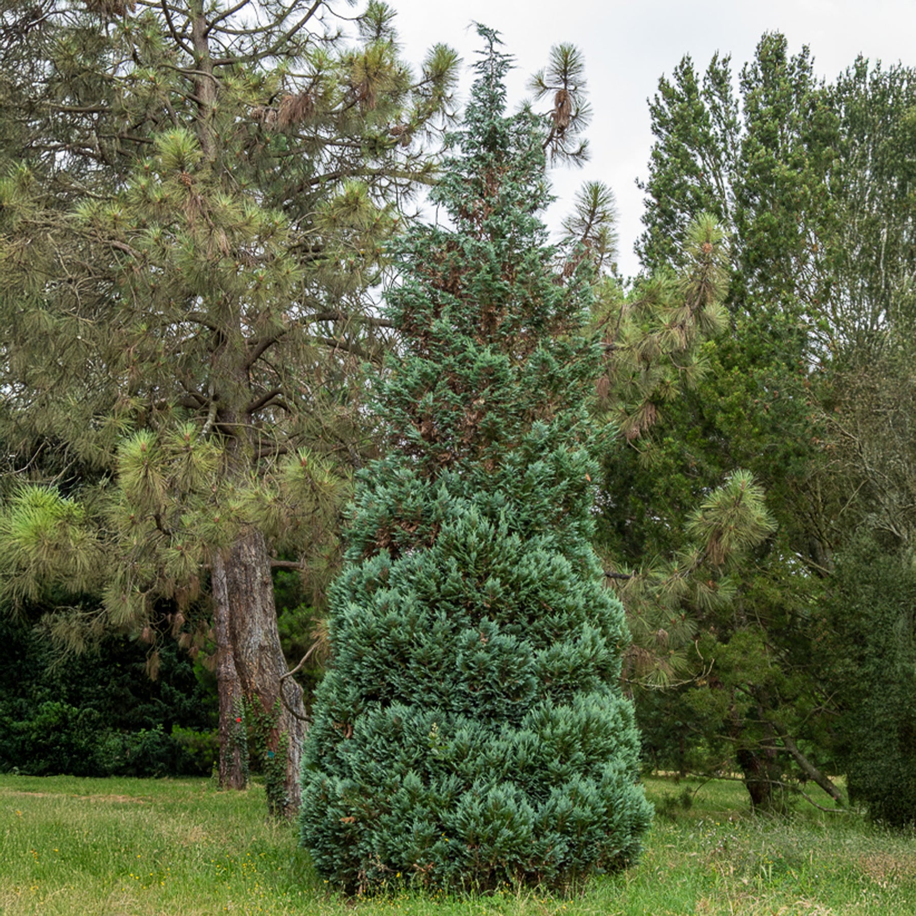 Chamaecyparis lawsoniana Columnaris - Faux Cyprès de Lawson - Conifères