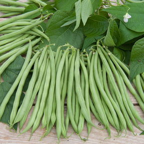 Haricot nain Cupidon - Phaseolus vulgaris nain cupidon (obt. gautier) - Willemse