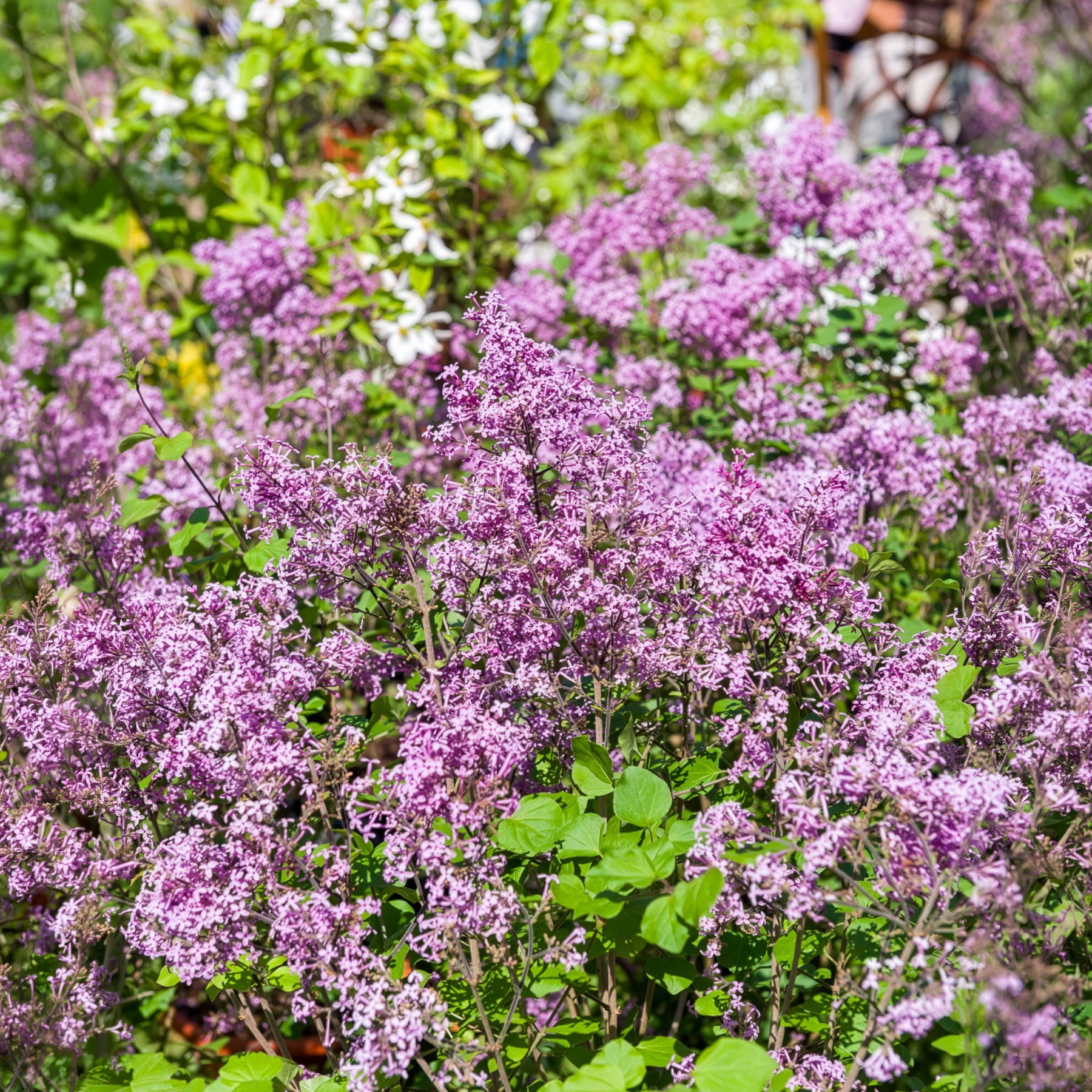 Lilas nain Dark Purple