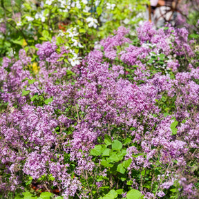 Lilas nain Dark Purple