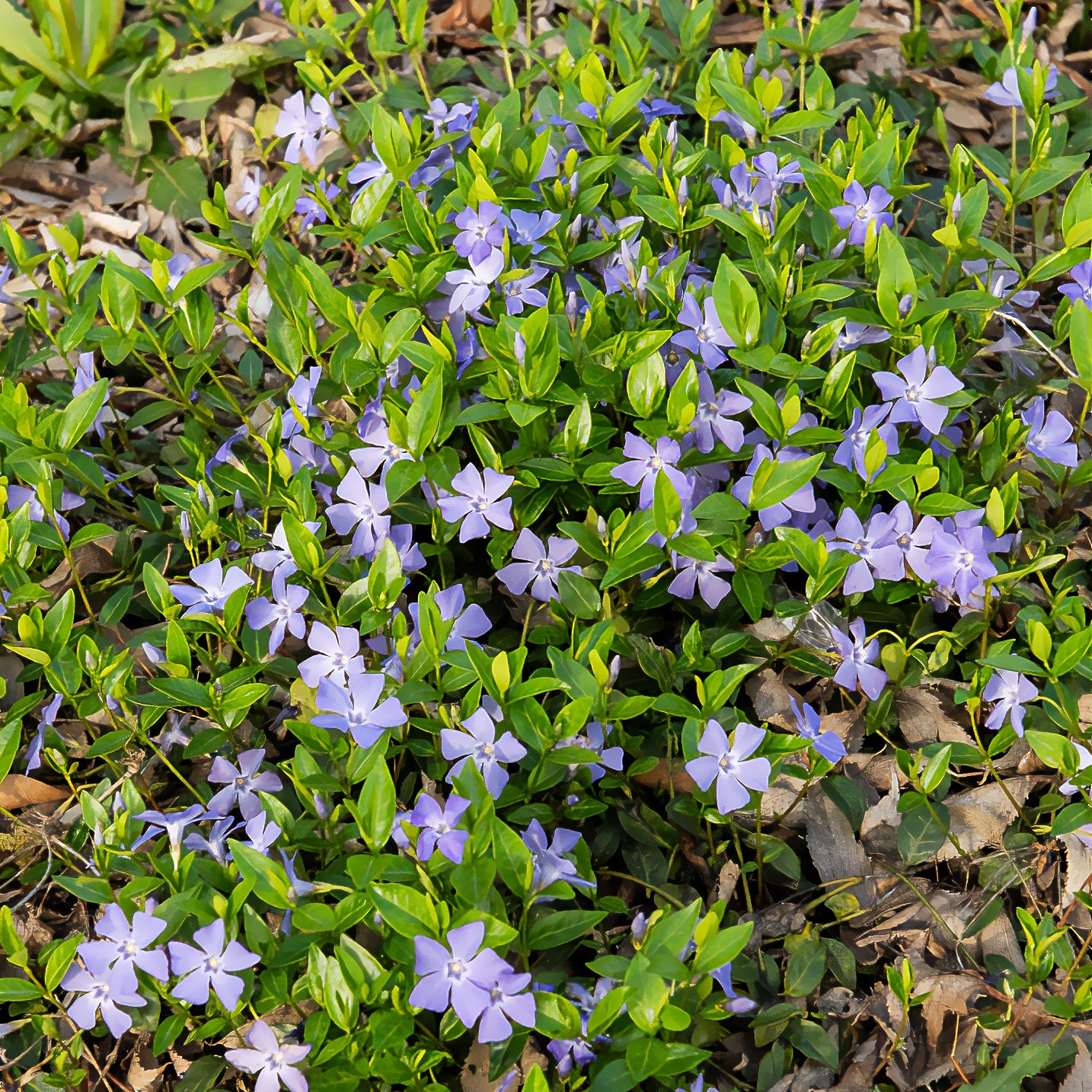 Vinca minor - Petite pervenche - Pervenche
