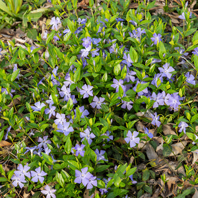 Vinca minor - Petite pervenche - Pervenche
