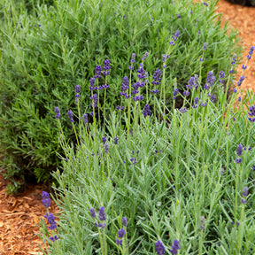 Lavandula angustifolia ardeche - 3 Lavandes Ardeche - Lavandes