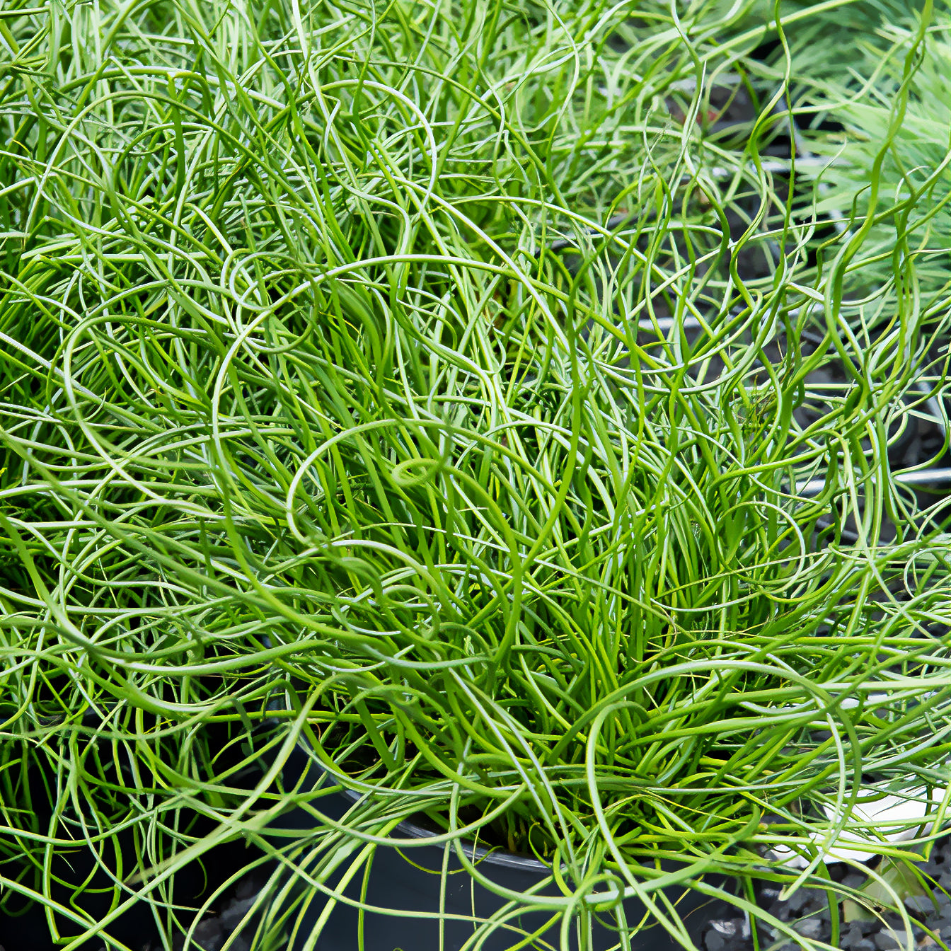 Jonc - Jonc épars Spiralis - Juncus effusus spiralis