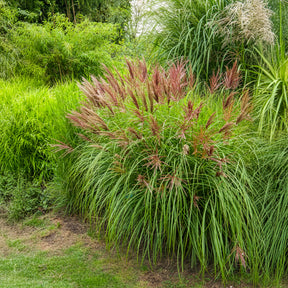Eulaliee Red Chief - Willemse