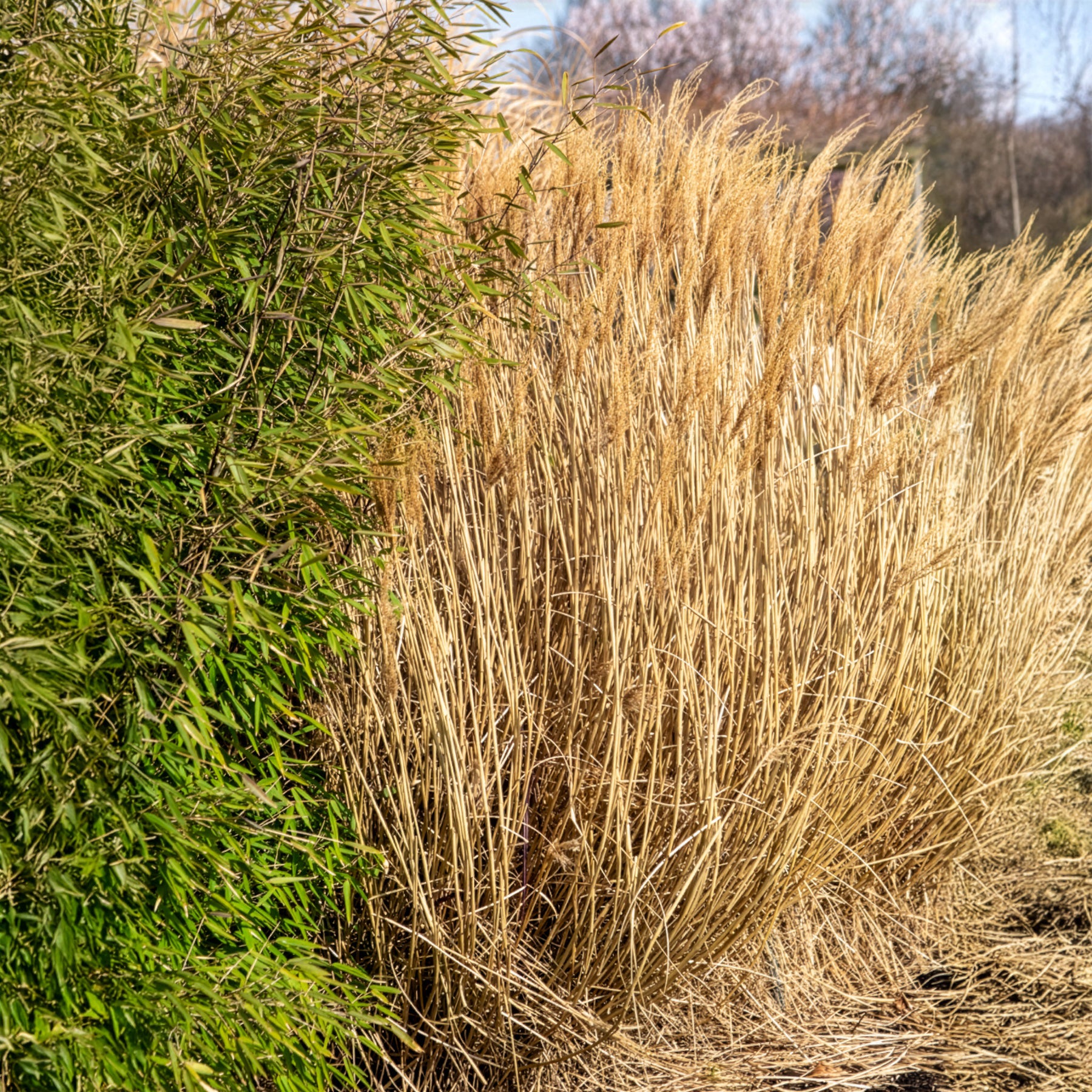 Eulalie - Roseau de Chine - Eulaliee Red Chief - Miscanthus sinensis Red Chief
