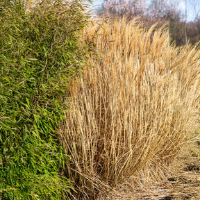 Eulalie - Roseau de Chine - Eulaliee Red Chief - Miscanthus sinensis Red Chief