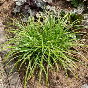 Laîche du Japon panachée - Carex - Willemse