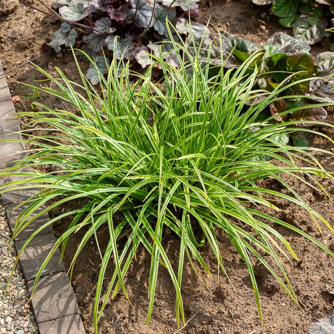 Laîche du Japon panachée - Carex - Willemse