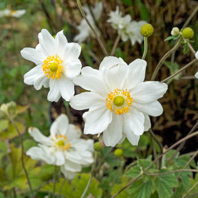 Anemone hybrida whirlwind - Anémone du Japon Whirlwind - Anémones