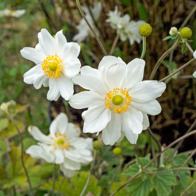 Anemone hybrida whirlwind - Anémone du Japon Whirlwind - Anémones