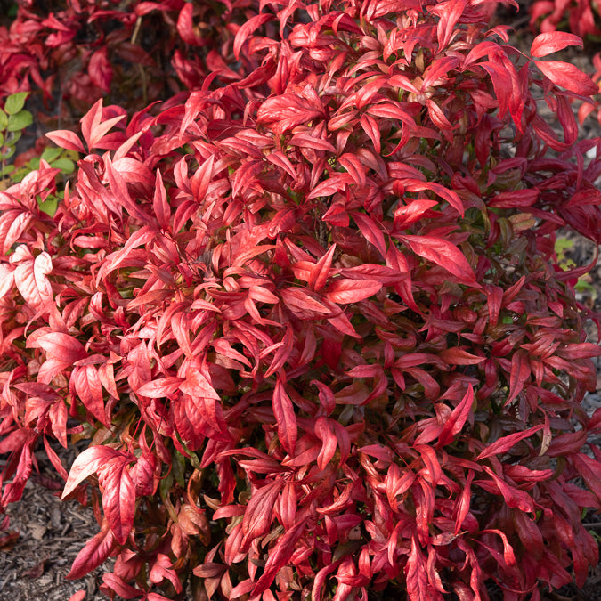 Nandina domestica Fire Power - Bambou sacré Fire Power - Nandina