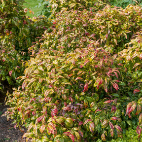 Vente Bambou sacré Fire Power - Nandina domestica Fire Power