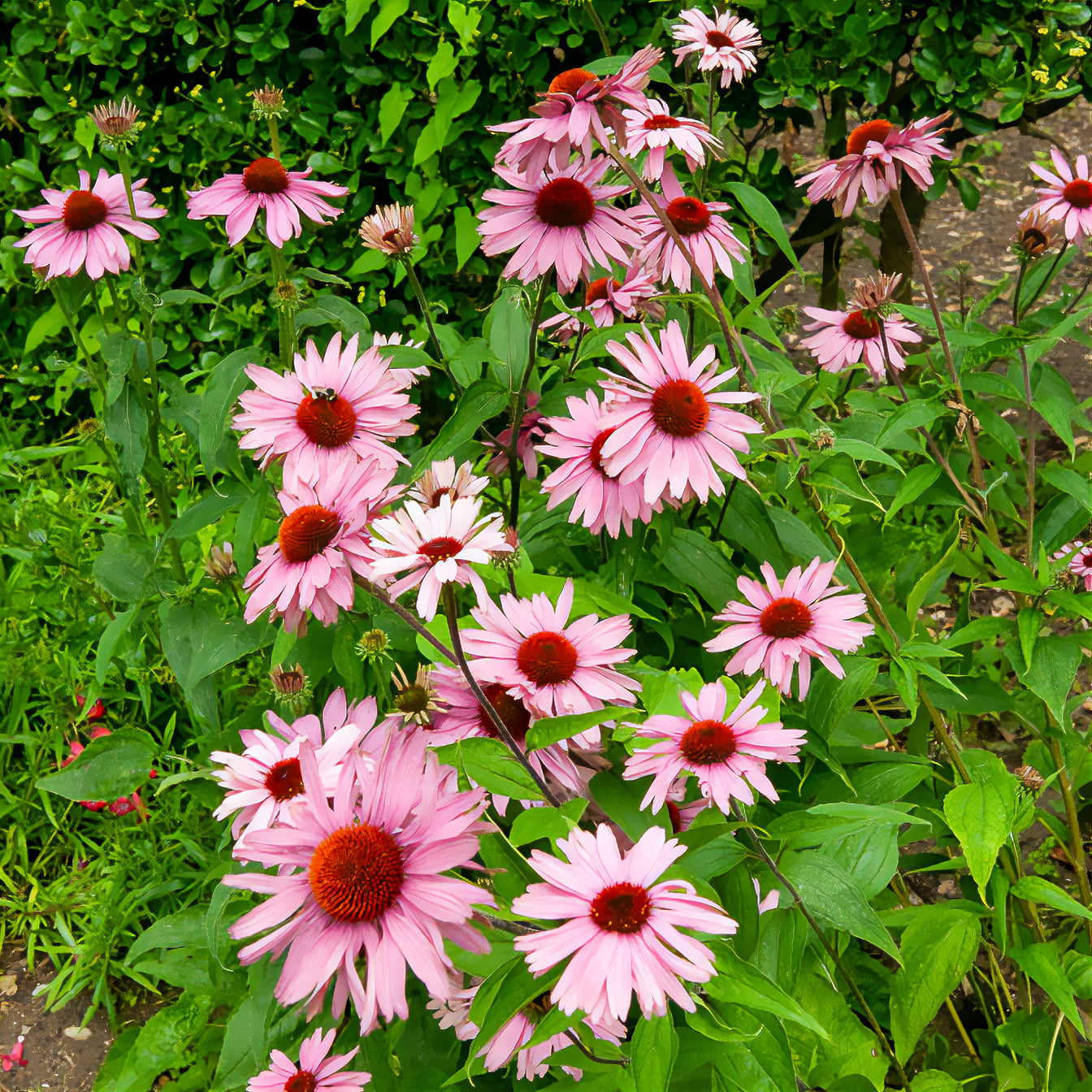 Echinacea purpurea - Echinacée pourpre - Échinacée - Echinacea