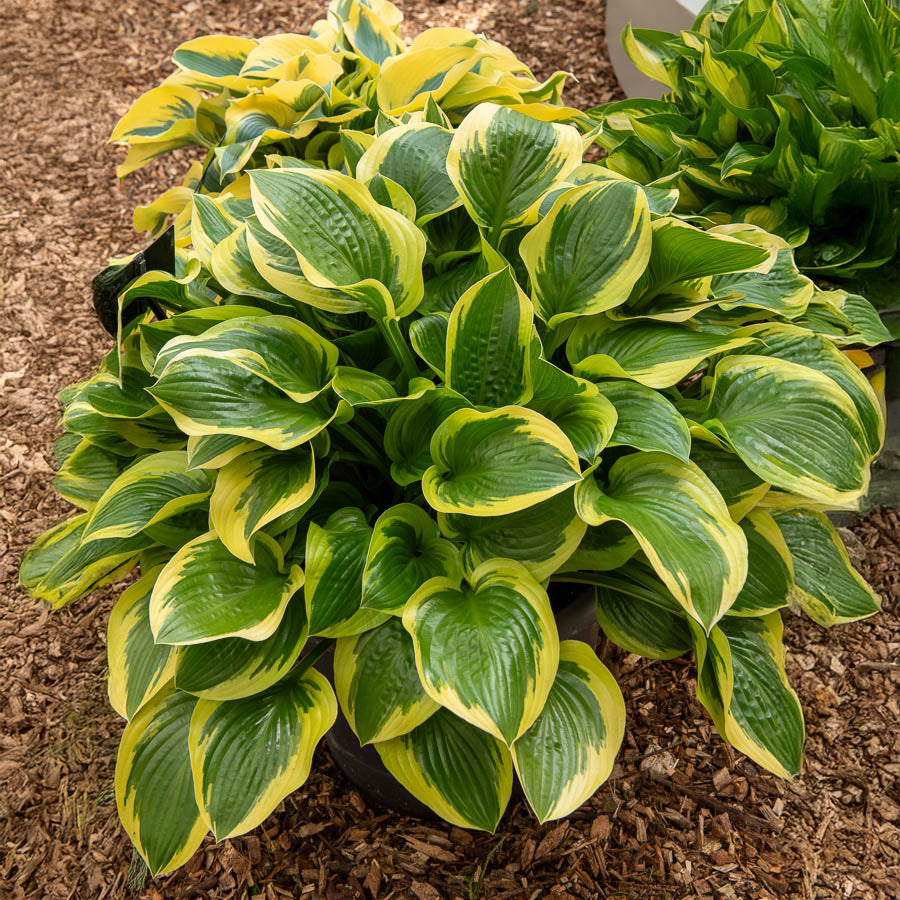 Hosta Queen Josephine - Willemse