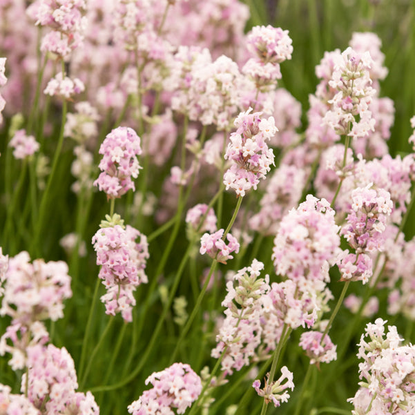 Lavandula angustifolia alba, rosea - Collection de 4 Lavandes blanches et roses - Lavandes