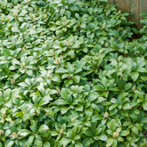 Pachysandre Green Carpet - Willemse