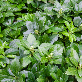 Pachysandra terminalis Green Carpet - Pachysandre Green Carpet - Pachysandre