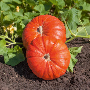 Potirons potimarron - Potiron Rouge vif d'Etampes - Cucurbita maxima rouge vif d'etampes