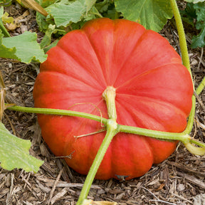 Vente Potiron Rouge vif d'Etampes - Cucurbita maxima rouge vif d'etampes