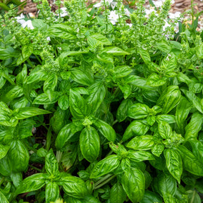 Vente Basilic amélioration de Genovese Bio - Ocimum basilicum genovese