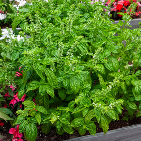 Ocimum basilicum genovese - Basilic amélioration de Genovese Bio - Graines d'aromatiques Bio