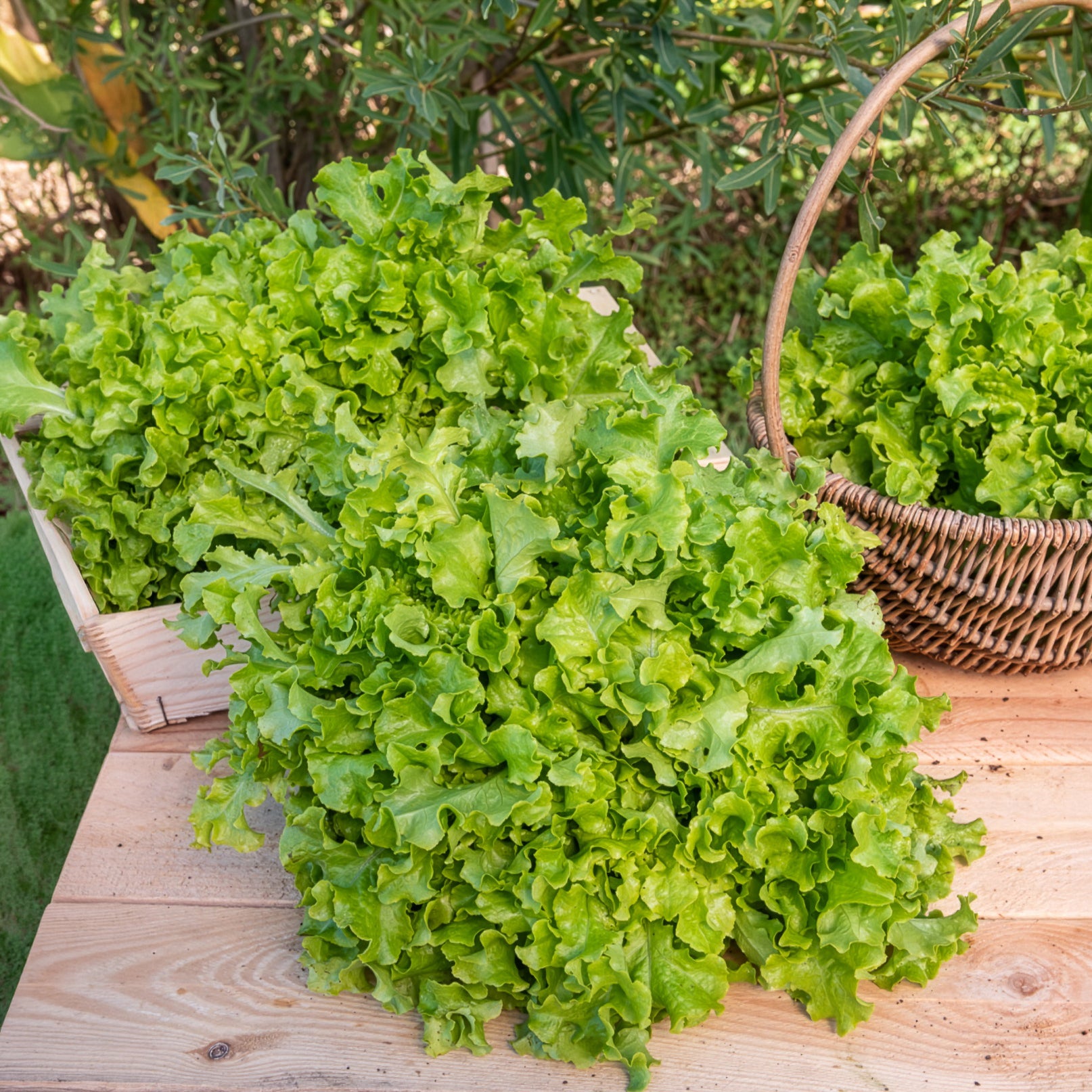 Graines de fruits et légumes Bio - Laitue Salad Bowl verte Bio - Lactuca salad bowl verte