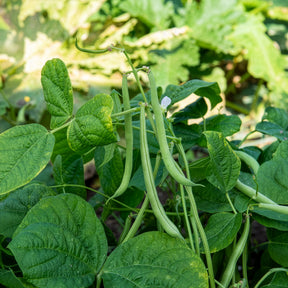 Haricot nain mangetout Maxi - Phaseolus vulgaris maxi - Willemse
